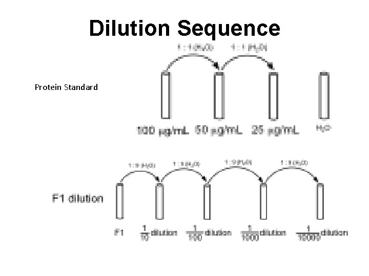 Dilution Sequence Protein Standard 