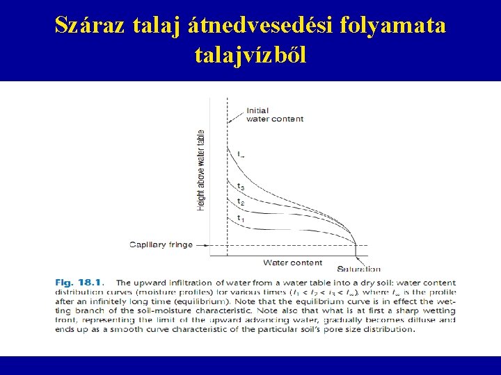 Száraz talaj átnedvesedési folyamata talajvízből 