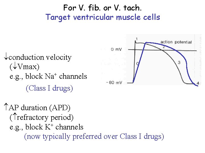 For V. fib. or V. tach. Target ventricular muscle cells conduction velocity ( Vmax)