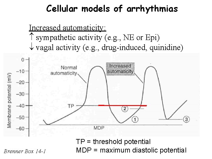 Cellular models of arrhythmias Increased automaticity: sympathetic activity (e. g. , NE or Epi)
