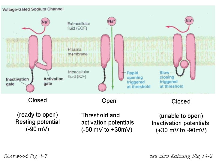 Closed Open Closed (ready to open) Resting potential (-90 m. V) Threshold and activation