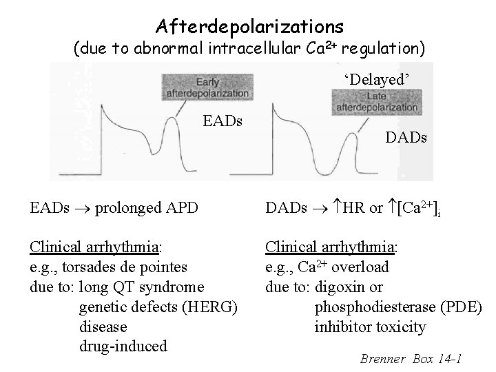 Afterdepolarizations (due to abnormal intracellular Ca 2+ regulation) ‘Delayed’ EADs DADs EADs prolonged APD