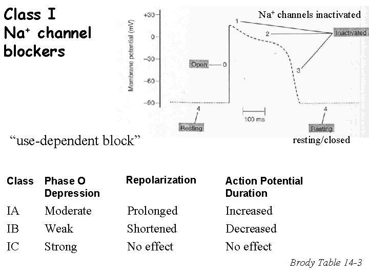 Class I Na+ channel blockers Na+ channels inactivated “use-dependent block” resting/closed Class Phase O