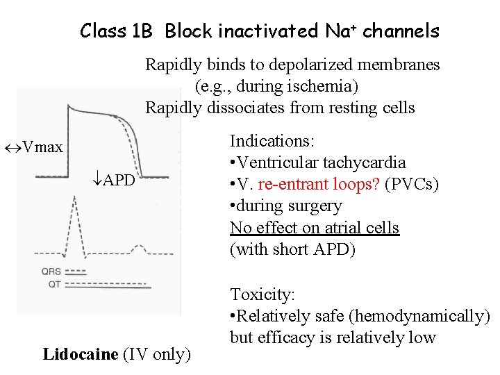 Class 1 B Block inactivated Na+ channels Rapidly binds to depolarized membranes (e. g.