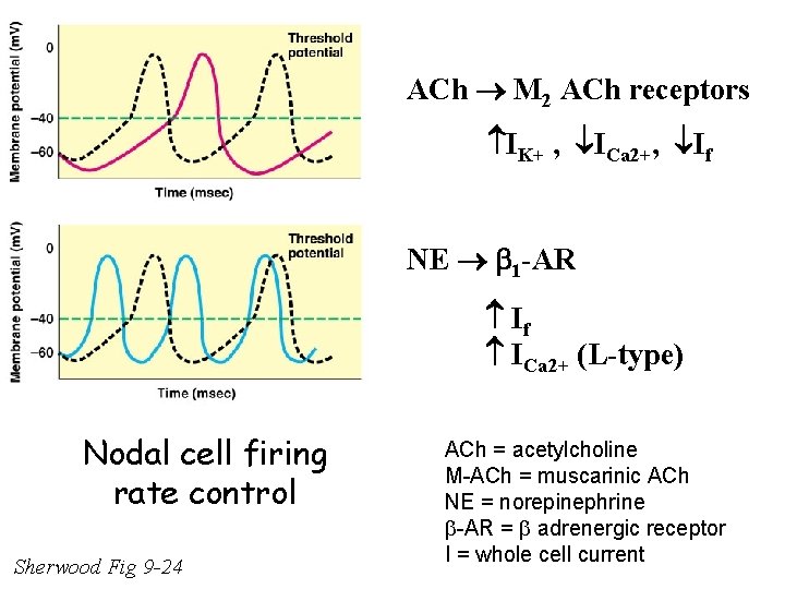 ACh M 2 ACh receptors IK+ , ICa 2+, If NE 1 -AR If