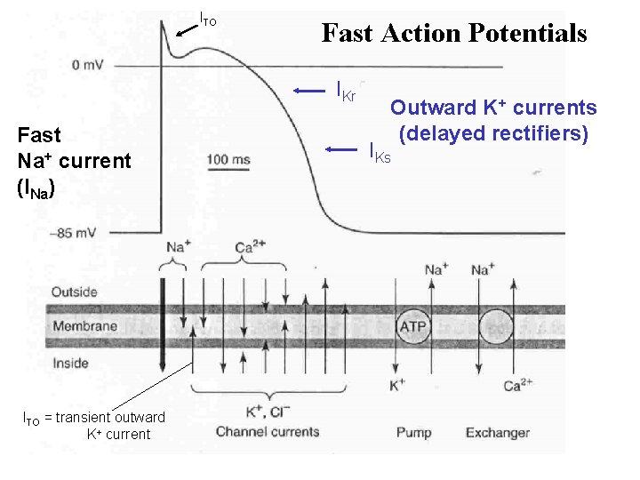 ITO Fast Action Potentials IKr Fast Na+ current (INa) ITO = transient outward K+