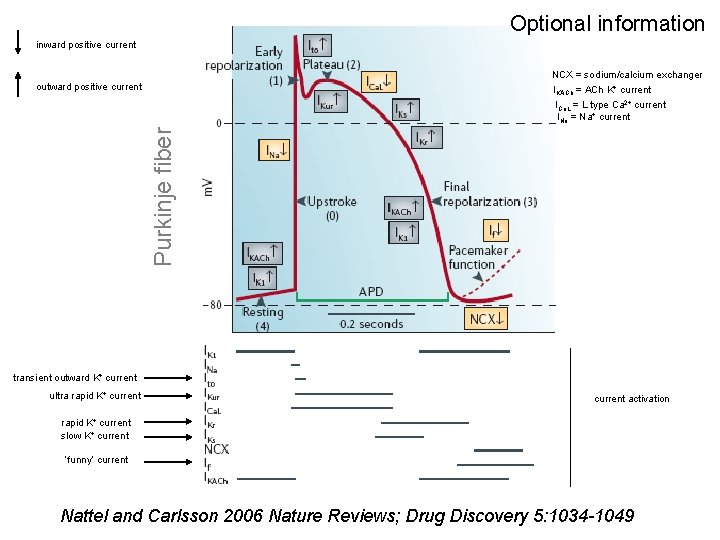 Optional information inward positive current NCX = sodium/calcium exchanger IKACh = ACh K+ current