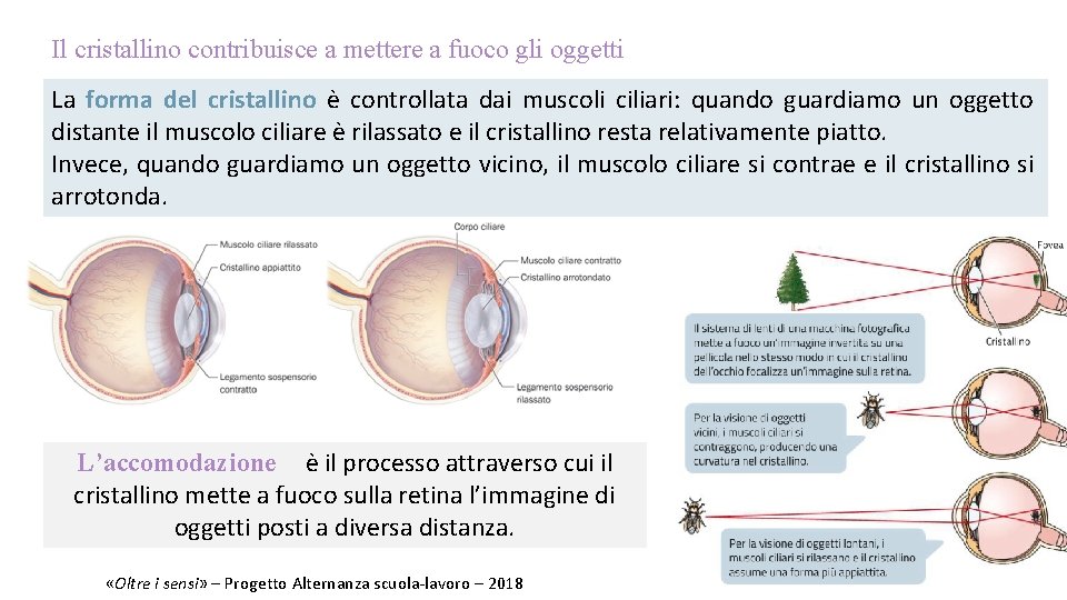 Il cristallino contribuisce a mettere a fuoco gli oggetti La forma del cristallino è