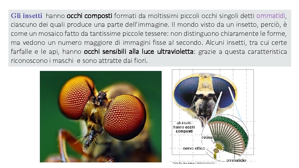 Gli insetti hanno occhi composti formati da moltissimi piccoli occhi singoli detti ommatidi, ciascuno
