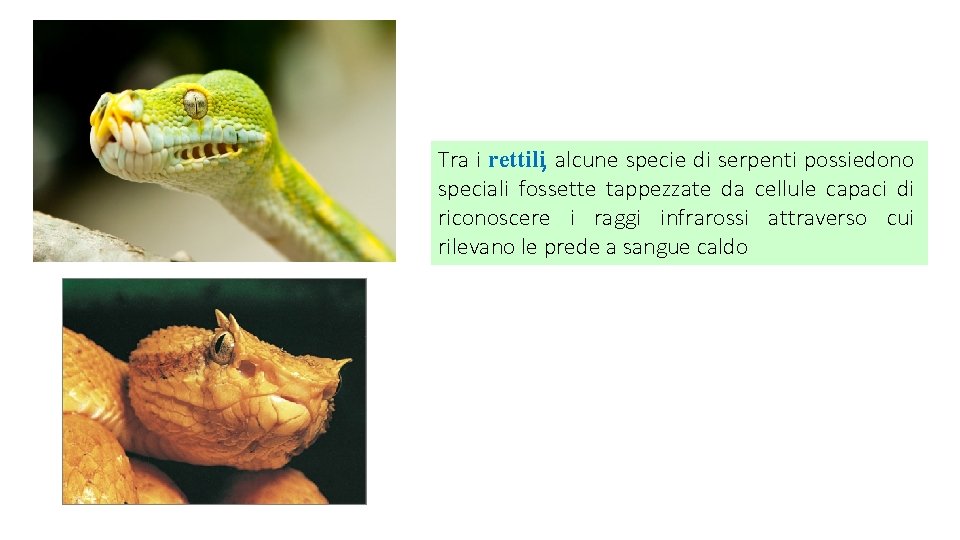 Tra i rettili, alcune specie di serpenti possiedono speciali fossette tappezzate da cellule capaci