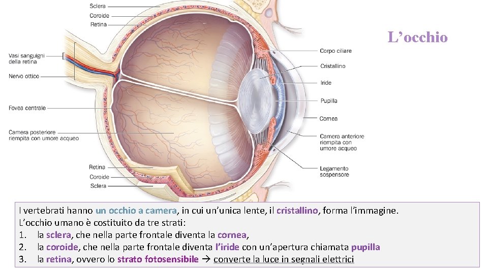 L’occhio I vertebrati hanno un occhio a camera, in cui un’unica lente, il cristallino,
