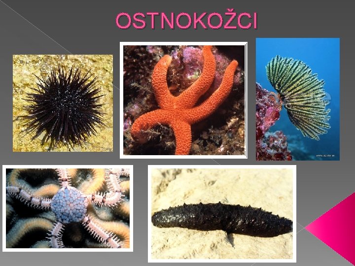 OSTNOKOŽCI 