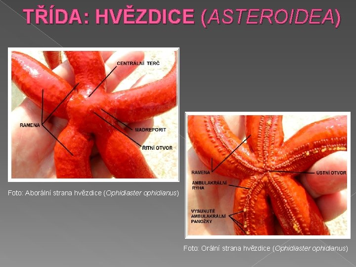 TŘÍDA: HVĚZDICE (ASTEROIDEA) Foto: Aborální strana hvězdice (Ophidiaster ophidianus) Foto: Orální strana hvězdice (Ophidiaster