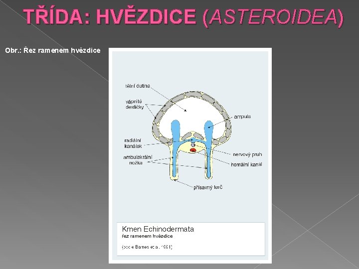 TŘÍDA: HVĚZDICE (ASTEROIDEA) Obr. : Řez ramenem hvězdice 