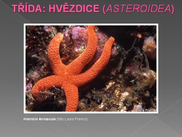 TŘÍDA: HVĚZDICE (ASTEROIDEA) Henricia leviuscula (foto Laura Francis) 