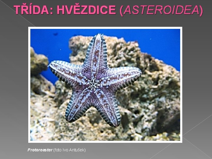 TŘÍDA: HVĚZDICE (ASTEROIDEA) Protoreaster (foto Ivo Antušek) 