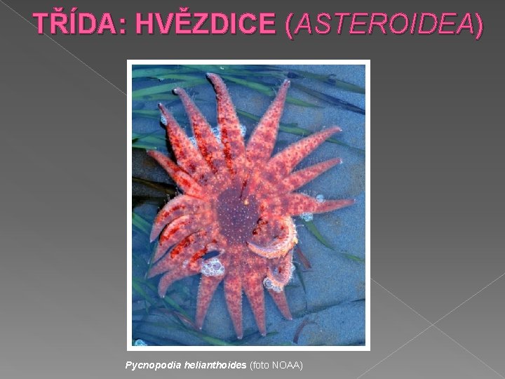 TŘÍDA: HVĚZDICE (ASTEROIDEA) Pycnopodia helianthoides (foto NOAA) 