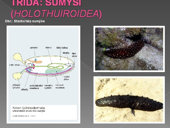 TŘÍDA: SUMÝŠI (HOLOTHUIROIDEA) Obr. : Stavba těla sumýše 