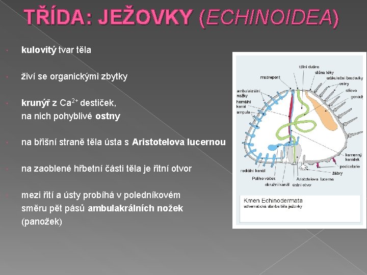 TŘÍDA: JEŽOVKY (ECHINOIDEA) kulovitý tvar těla živí se organickými zbytky krunýř z Ca 2+