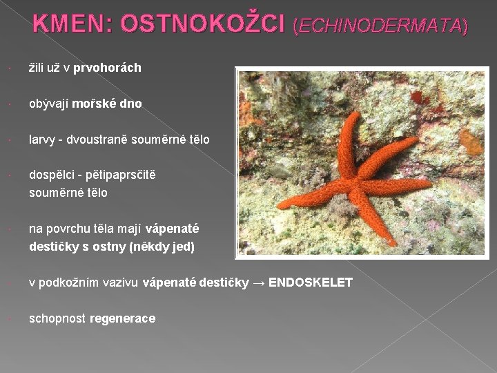 KMEN: OSTNOKOŽCI (ECHINODERMATA) žili už v prvohorách obývají mořské dno larvy - dvoustraně souměrné