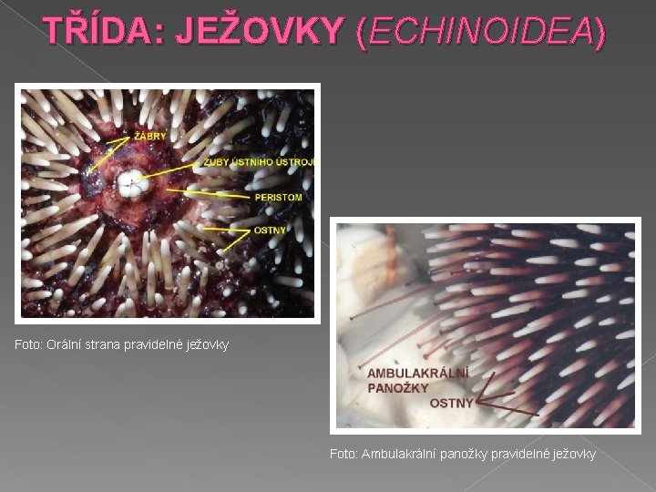 TŘÍDA: JEŽOVKY (ECHINOIDEA) Foto: Orální strana pravidelné ježovky Foto: Ambulakrální panožky pravidelné ježovky 