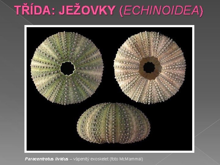 TŘÍDA: JEŽOVKY (ECHINOIDEA) Paracentrotus lividus – vápenitý exoskelet (foto Mc. Mammal) 