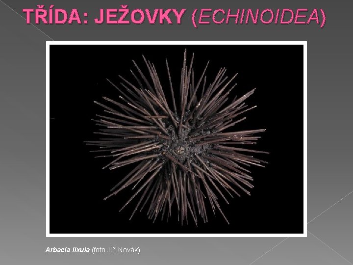 TŘÍDA: JEŽOVKY (ECHINOIDEA) Arbacia lixula (foto Jiří Novák) 