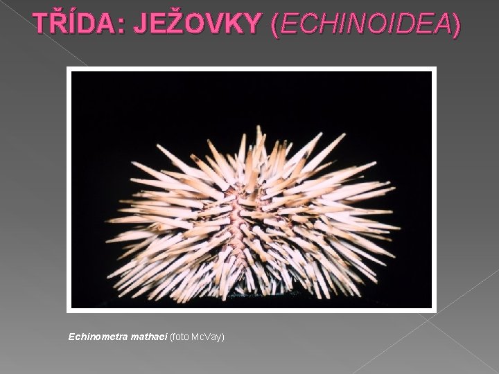 TŘÍDA: JEŽOVKY (ECHINOIDEA) Echinometra mathaei (foto Mc. Vay) 