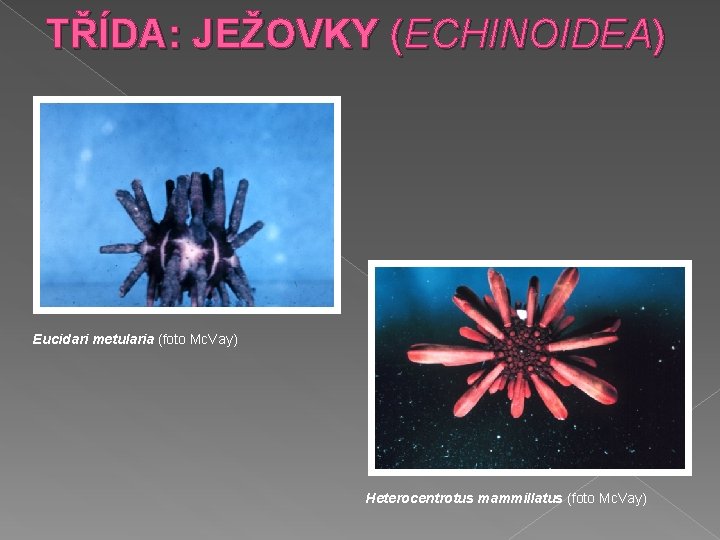 TŘÍDA: JEŽOVKY (ECHINOIDEA) Eucidari metularia (foto Mc. Vay) Heterocentrotus mammillatus (foto Mc. Vay) 