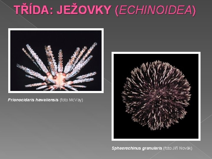 TŘÍDA: JEŽOVKY (ECHINOIDEA) Prionocidaris hawaiiensis (foto Mc. Vay) Sphaerechinus granularis (foto Jiří Novák) 