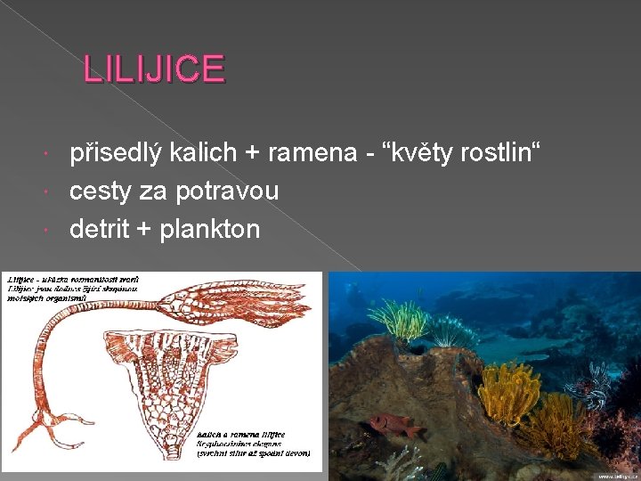  LILIJICE přisedlý kalich + ramena - “květy rostlin“ cesty za potravou detrit +