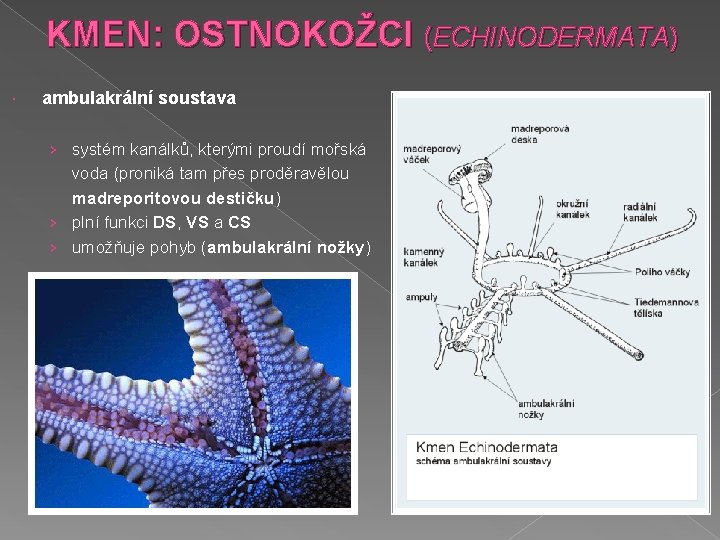 KMEN: OSTNOKOŽCI (ECHINODERMATA) ambulakrální soustava › systém kanálků, kterými proudí mořská voda (proniká tam