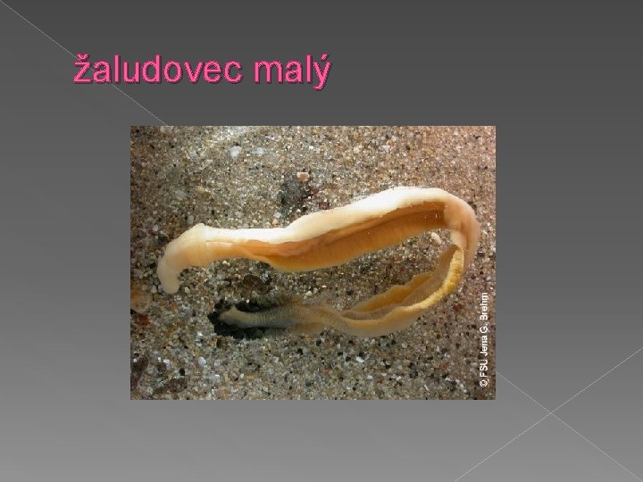 žaludovec malý 