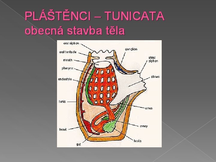 PLÁŠTĚNCI – TUNICATA obecná stavba těla 