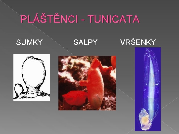 PLÁŠTĚNCI - TUNICATA SUMKY SALPY VRŠENKY 