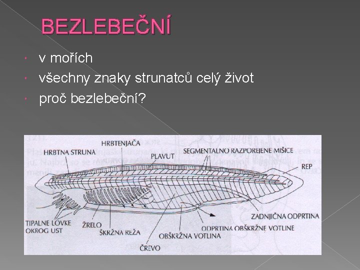 BEZLEBEČNÍ v mořích všechny znaky strunatců celý život proč bezlebeční? 