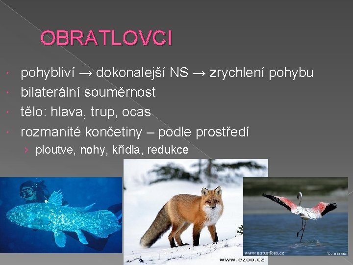 OBRATLOVCI pohybliví → dokonalejší NS → zrychlení pohybu bilaterální souměrnost tělo: hlava, trup, ocas