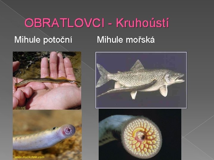 OBRATLOVCI - Kruhoústí Mihule potoční Mihule mořská 