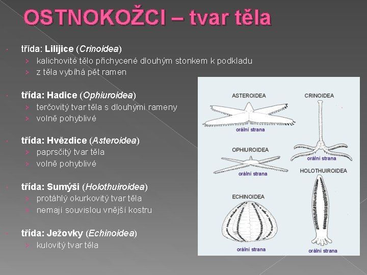 OSTNOKOŽCI – tvar těla třída: Lilijice (Crinoidea) › kalichovité tělo přichycené dlouhým stonkem k