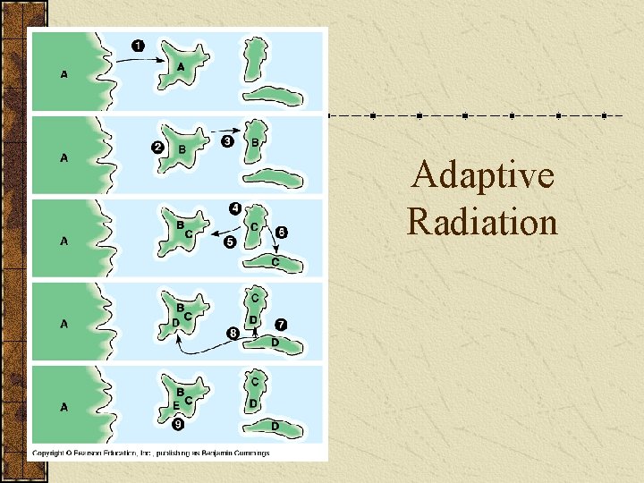 Adaptive Radiation 