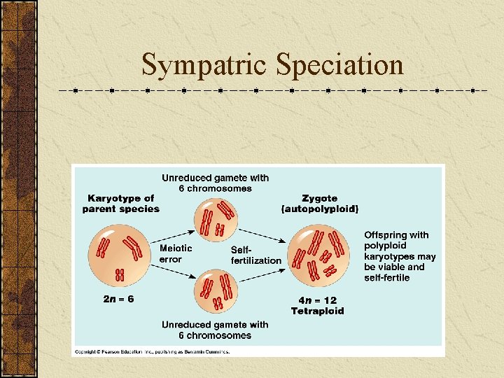 Sympatric Speciation Autopolyploidy 