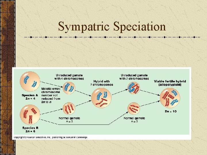 Sympatric Speciation Allopolyploidy 