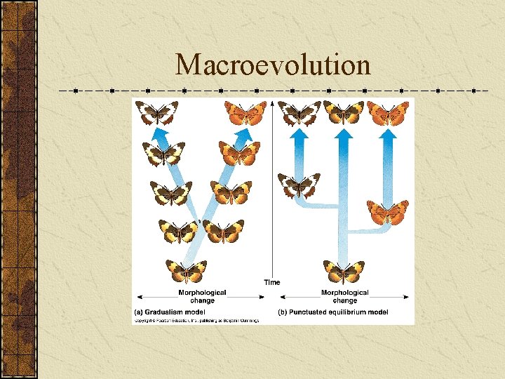 Macroevolution 