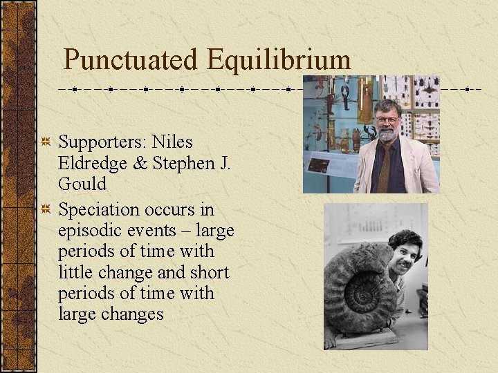 Punctuated Equilibrium Supporters: Niles Eldredge & Stephen J. Gould Speciation occurs in episodic events