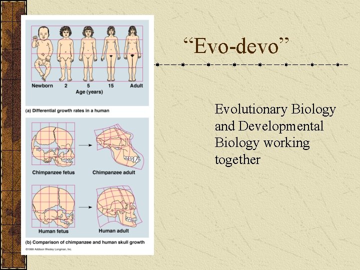 “Evo-devo” Evolutionary Biology and Developmental Biology working together 