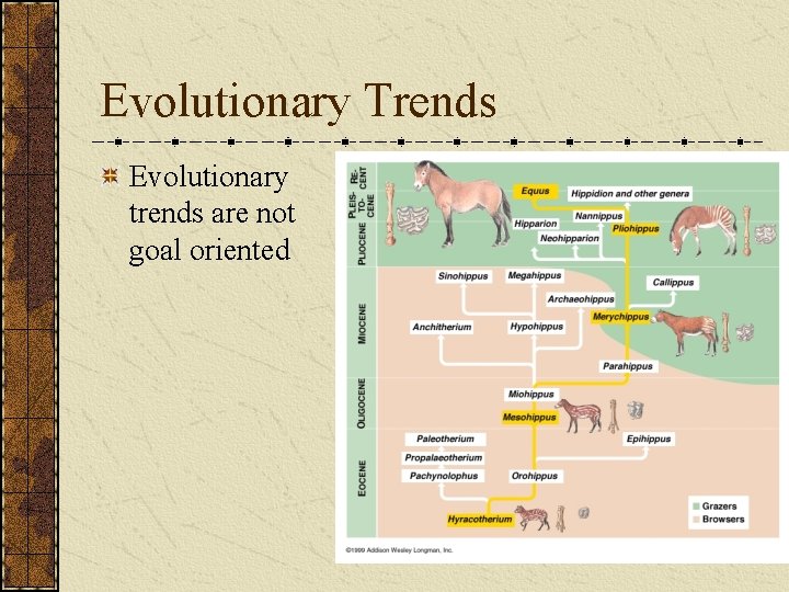 Evolutionary Trends Evolutionary trends are not goal oriented 