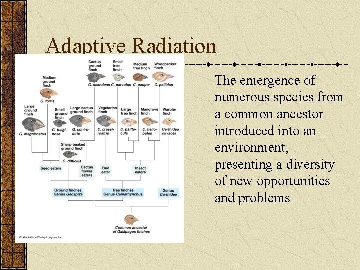 Adaptive Radiation The emergence of numerous species from a common ancestor introduced into an