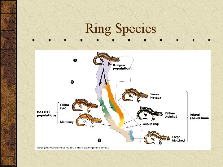 Ring Species 