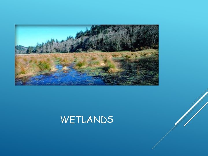 WETLANDS 