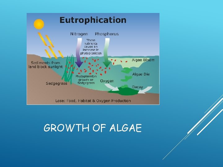 GROWTH OF ALGAE 